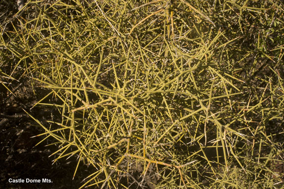 Koeberlinia spinosa var. tenuispina